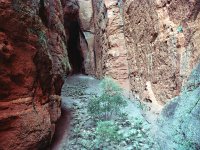 IMG032-Mini-Palms-Schlucht