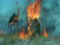 IMG033-buschbrand-Baum