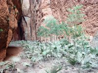 IMG034-Mini-Palms-unten