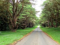 DSCN6765 6 7 temp  Straße durch den Wald